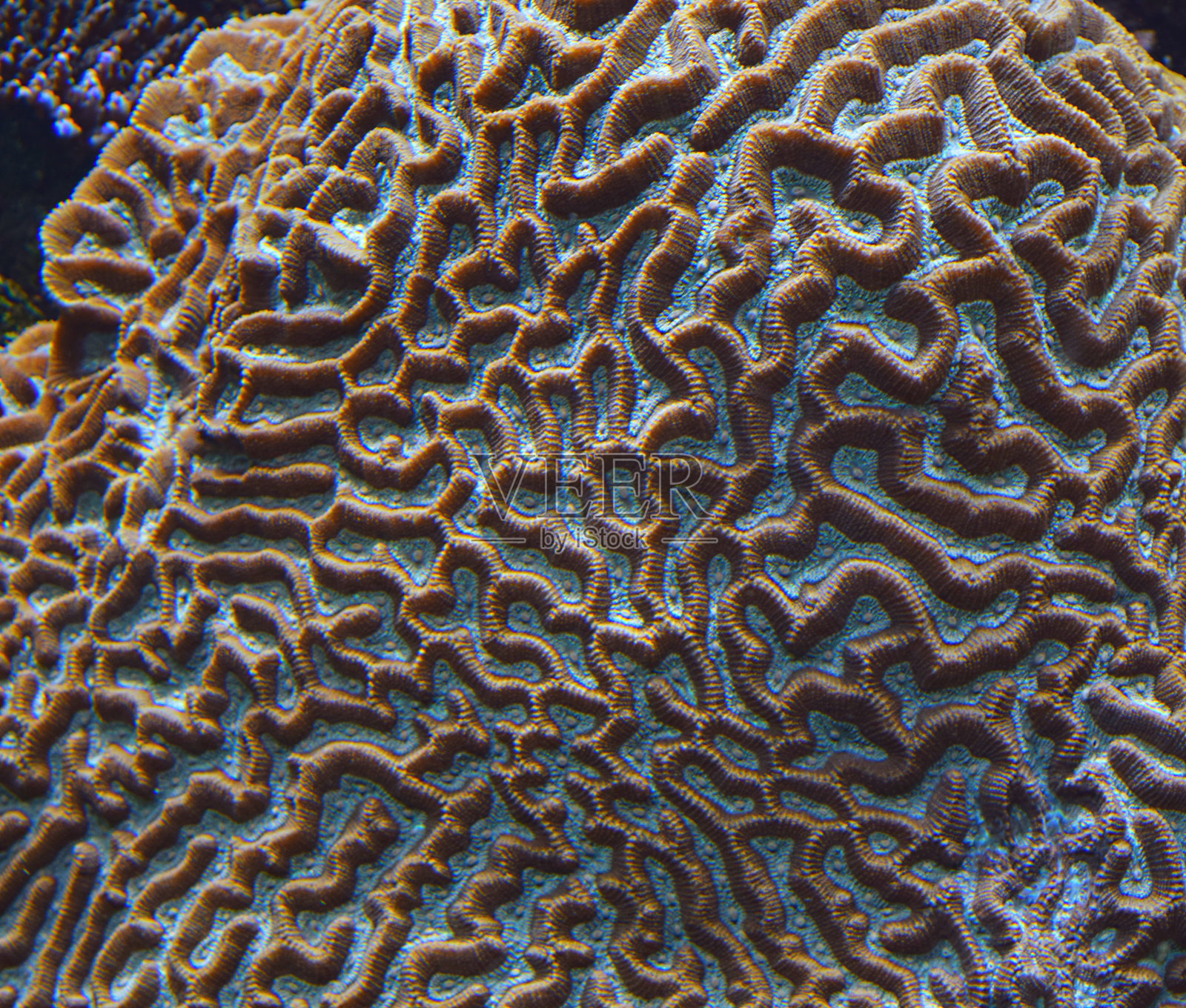 令人惊叹的水下漫步者珊瑚礁特写照片摄影图片