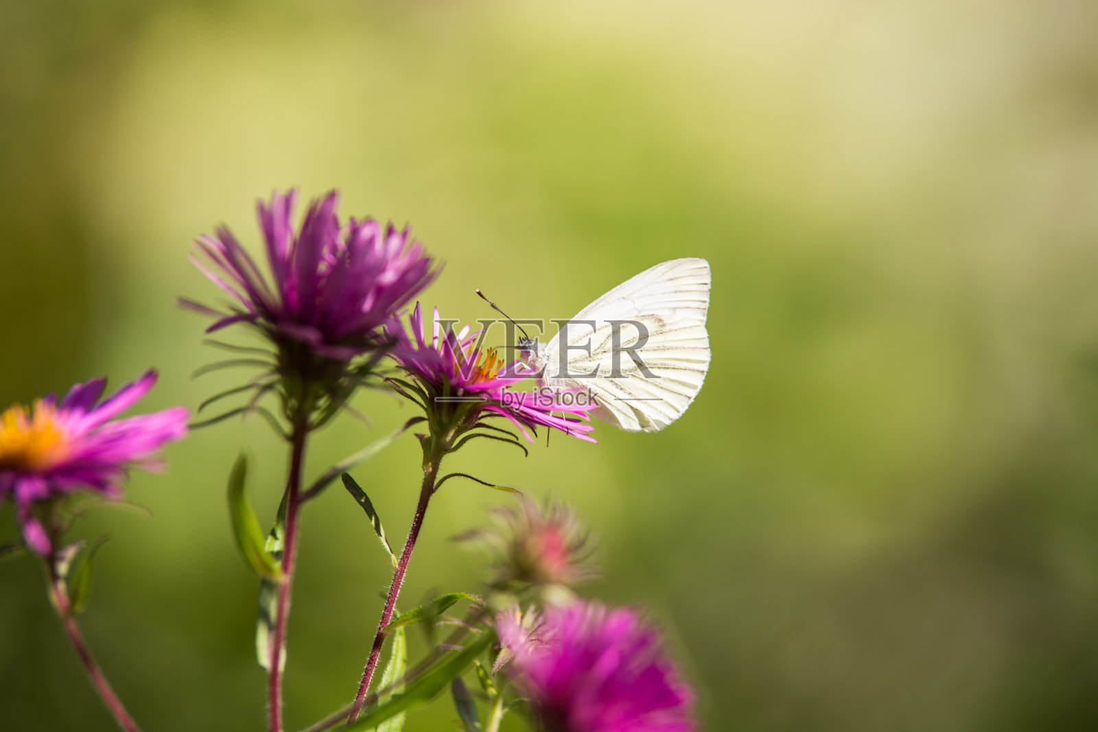 粉红色花朵上蝴蝶的特写镜头照片摄影图片