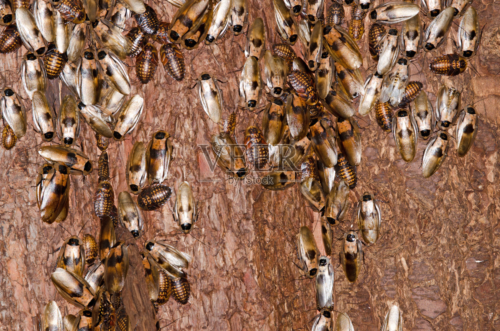 树皮上的蟑螂照片摄影图片