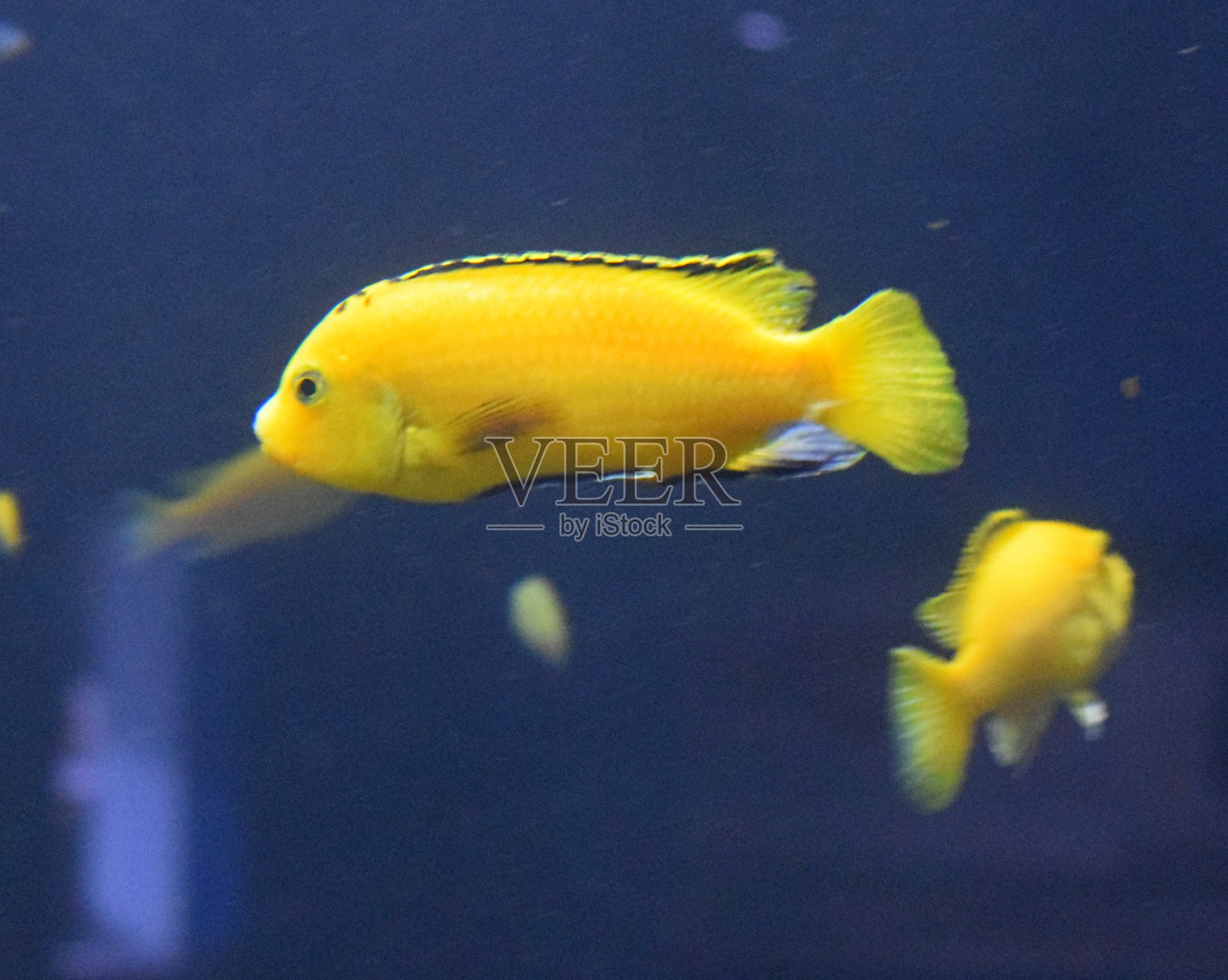 鱼缸里可爱的柠檬鱼热带鱼照片摄影图片