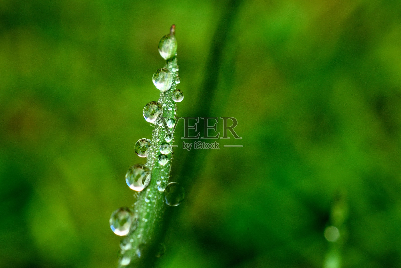 草和水照片摄影图片