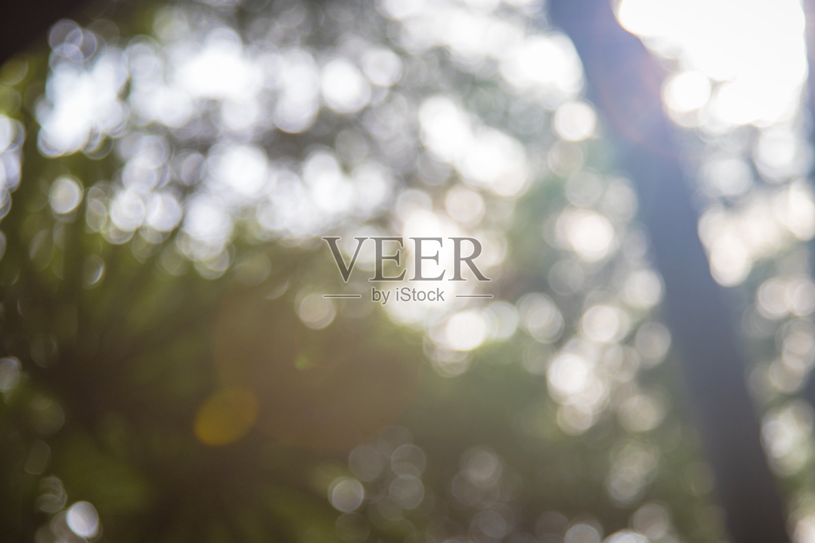 摘要背景的绿叶是晨曦中的散景。照片摄影图片