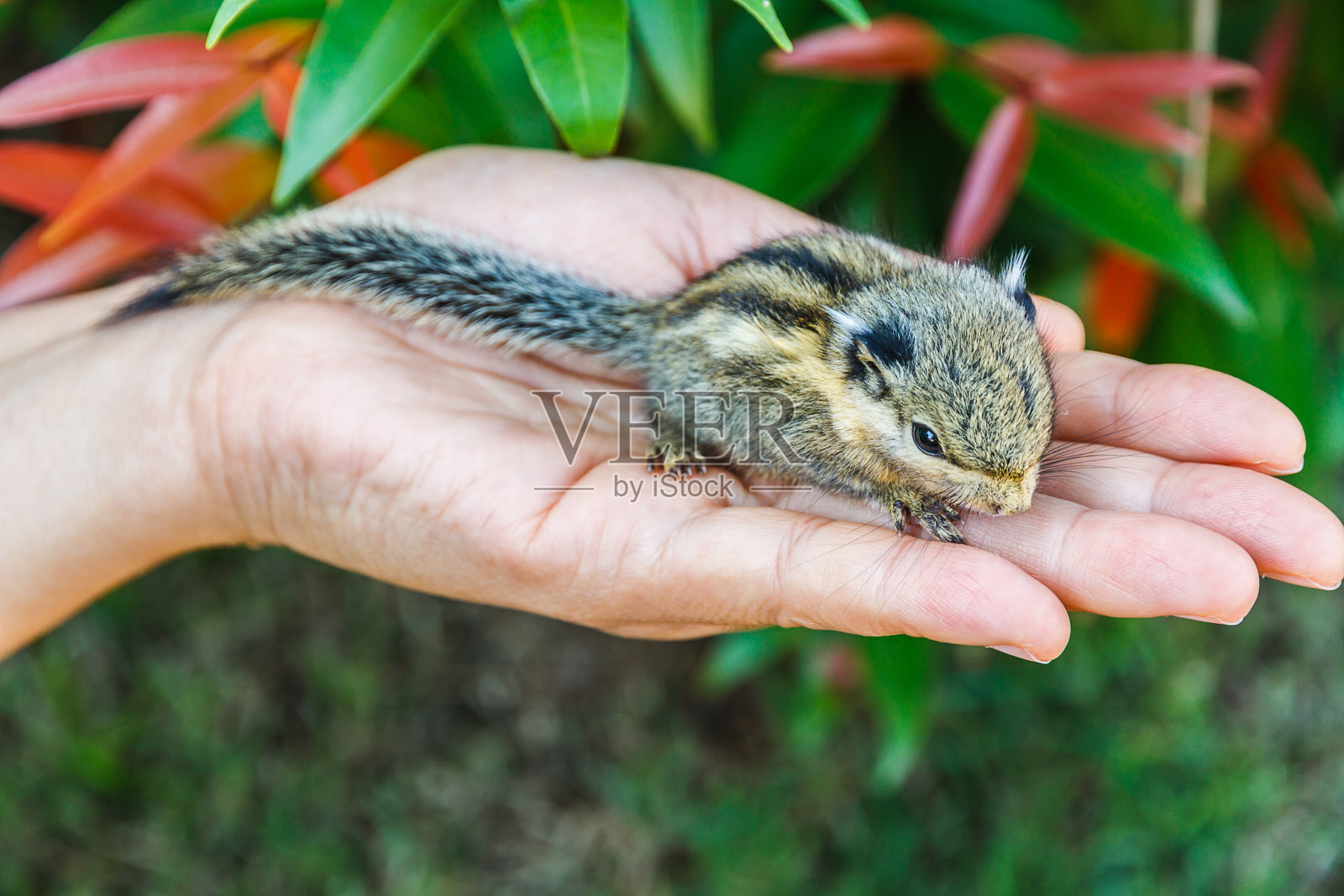 松鼠在手边照片摄影图片