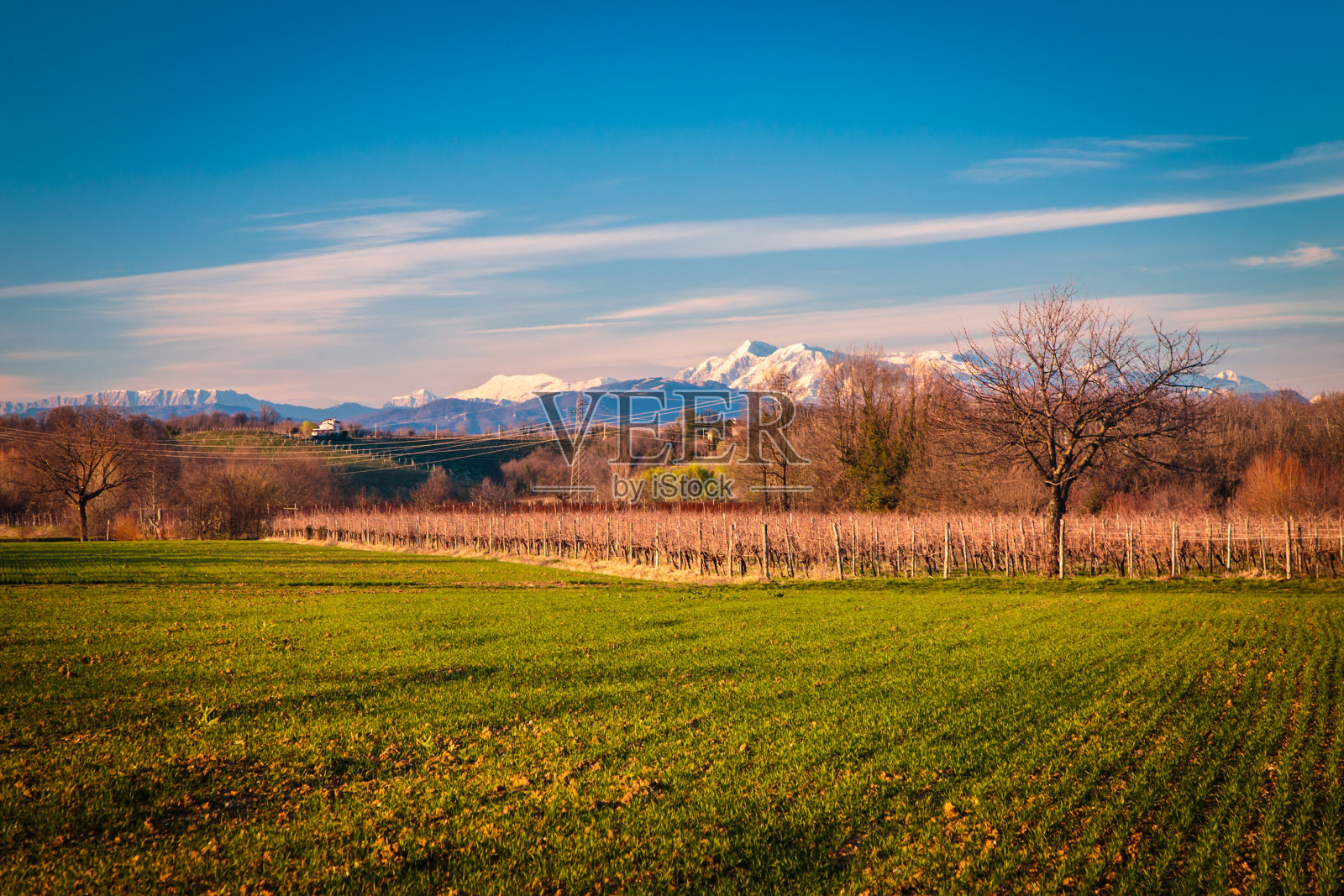 罗萨佐葡萄园的日落照片摄影图片