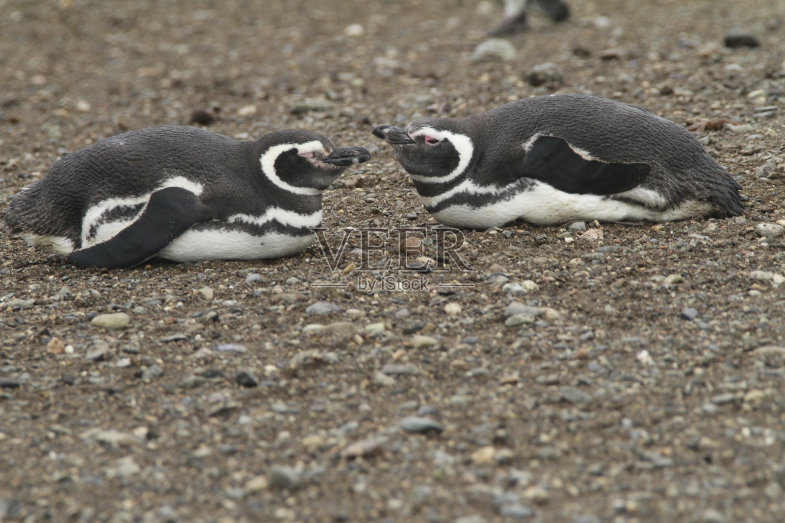 企鹅在巴塔哥尼亚照片摄影图片