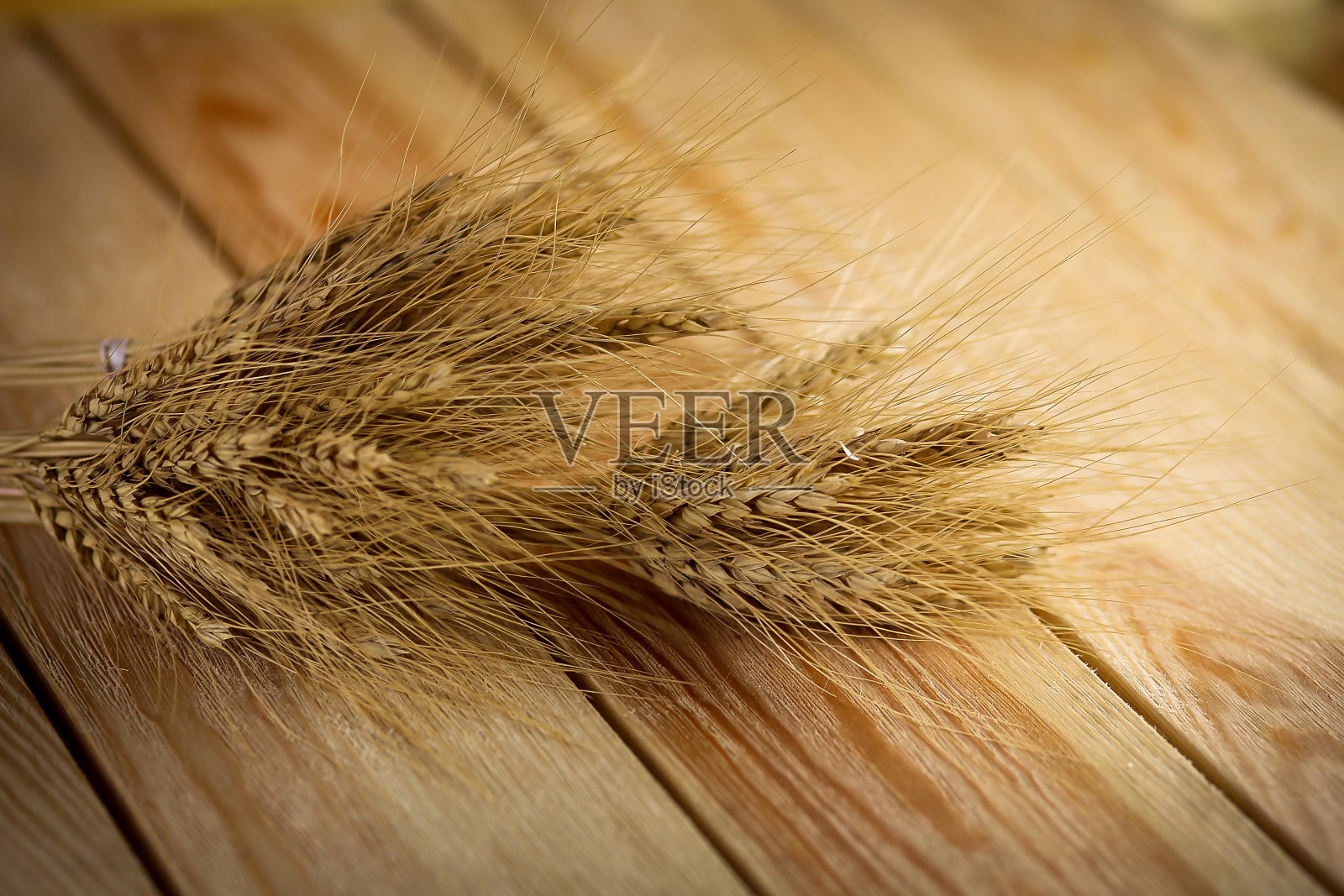 小麦的分枝照片摄影图片