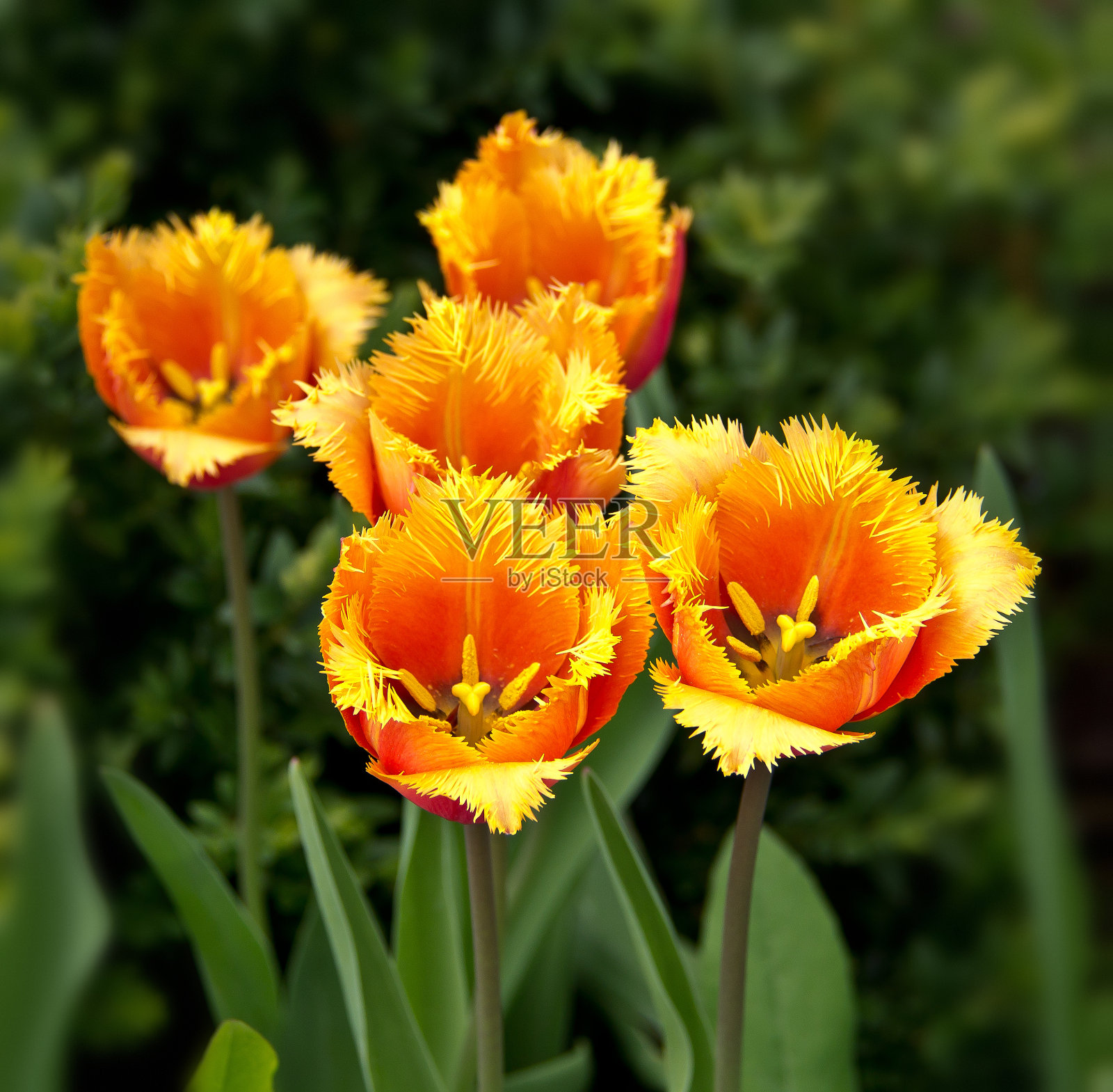 图尔彭照片摄影图片