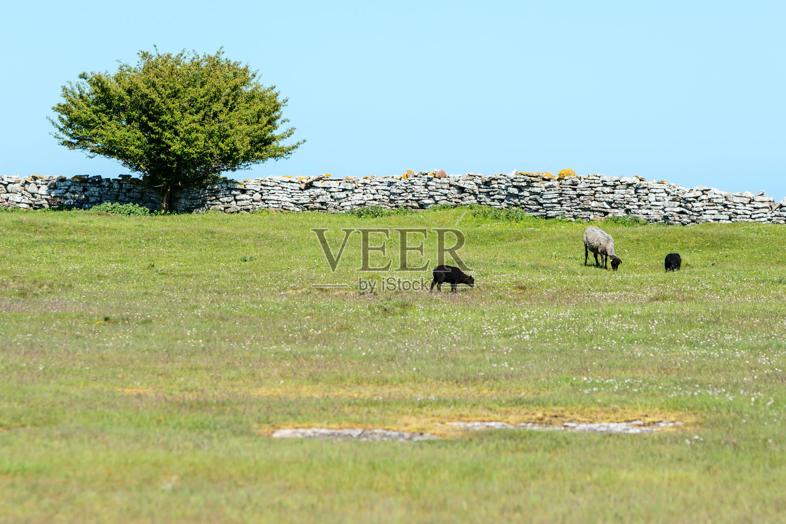 羊照片摄影图片