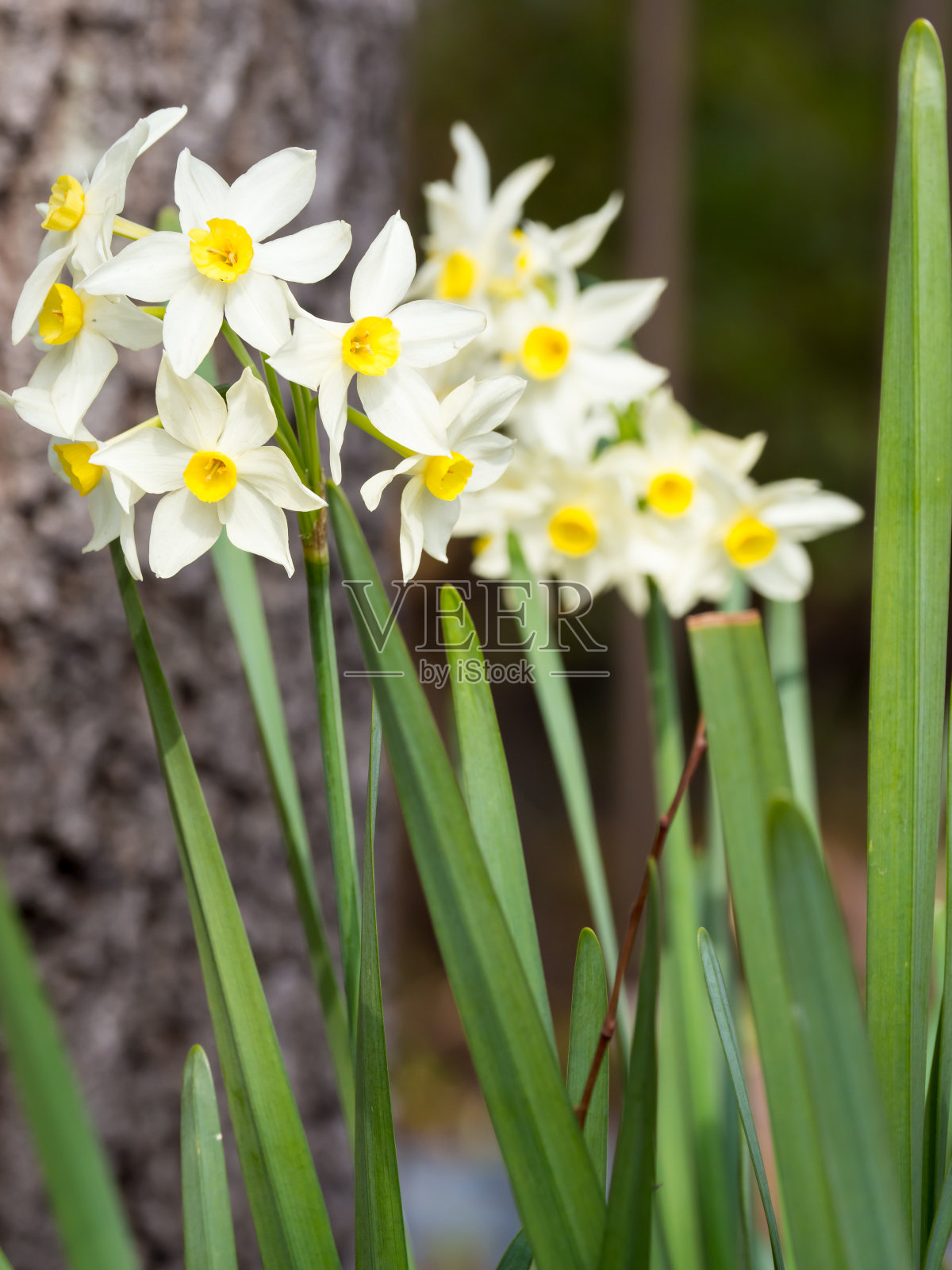 花照片摄影图片