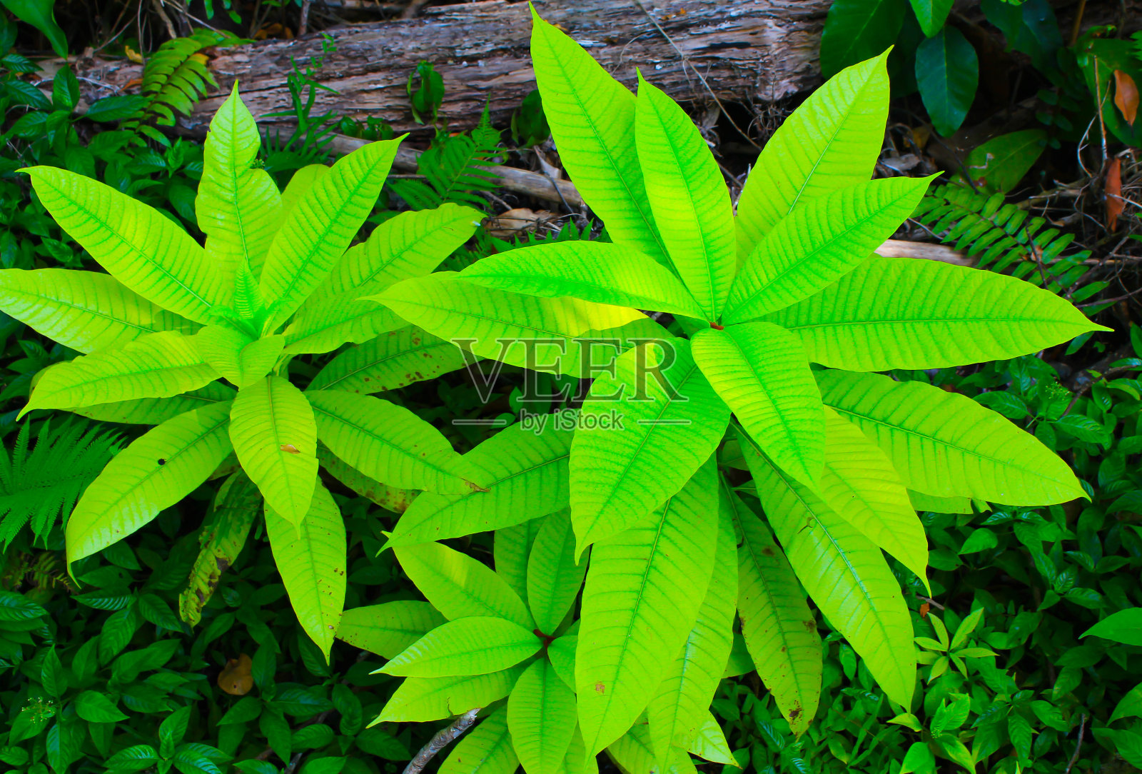 漂亮的绿叶自然背景和纹理照片摄影图片