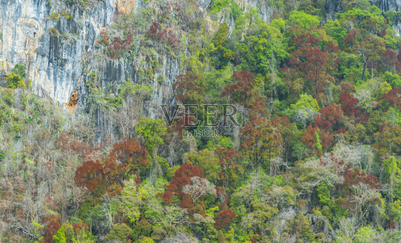 干燥的热带森林照片摄影图片
