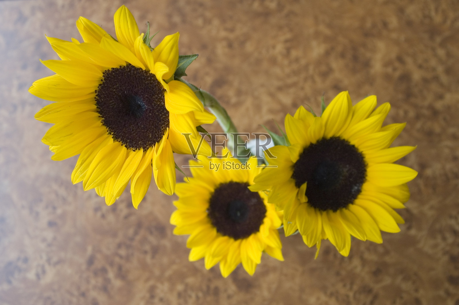 太阳的花照片摄影图片