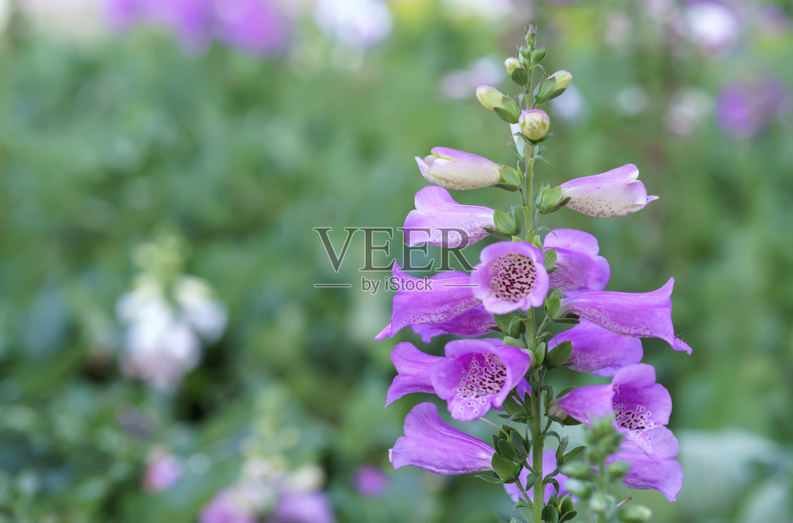 令人惊叹的花的背景在花卉节照片摄影图片