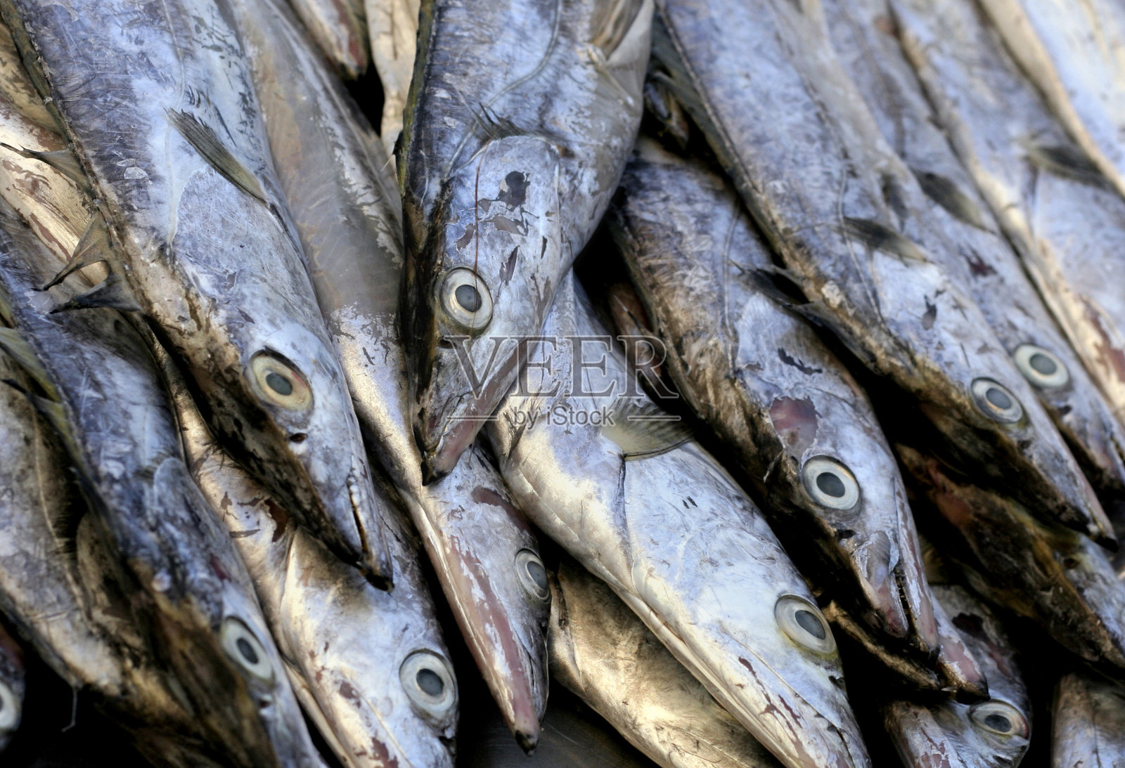 鱼照片摄影图片