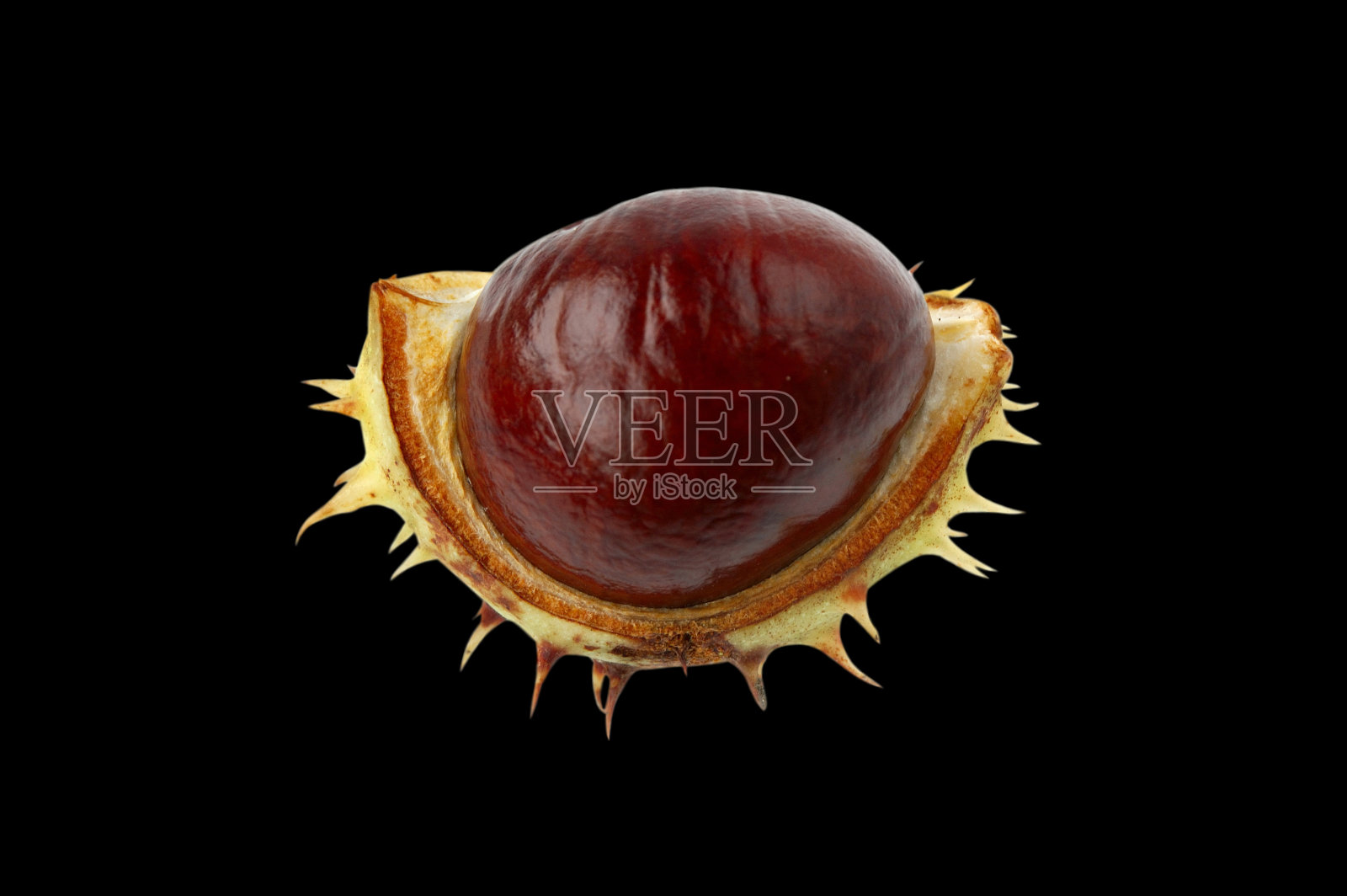 七叶树照片摄影图片