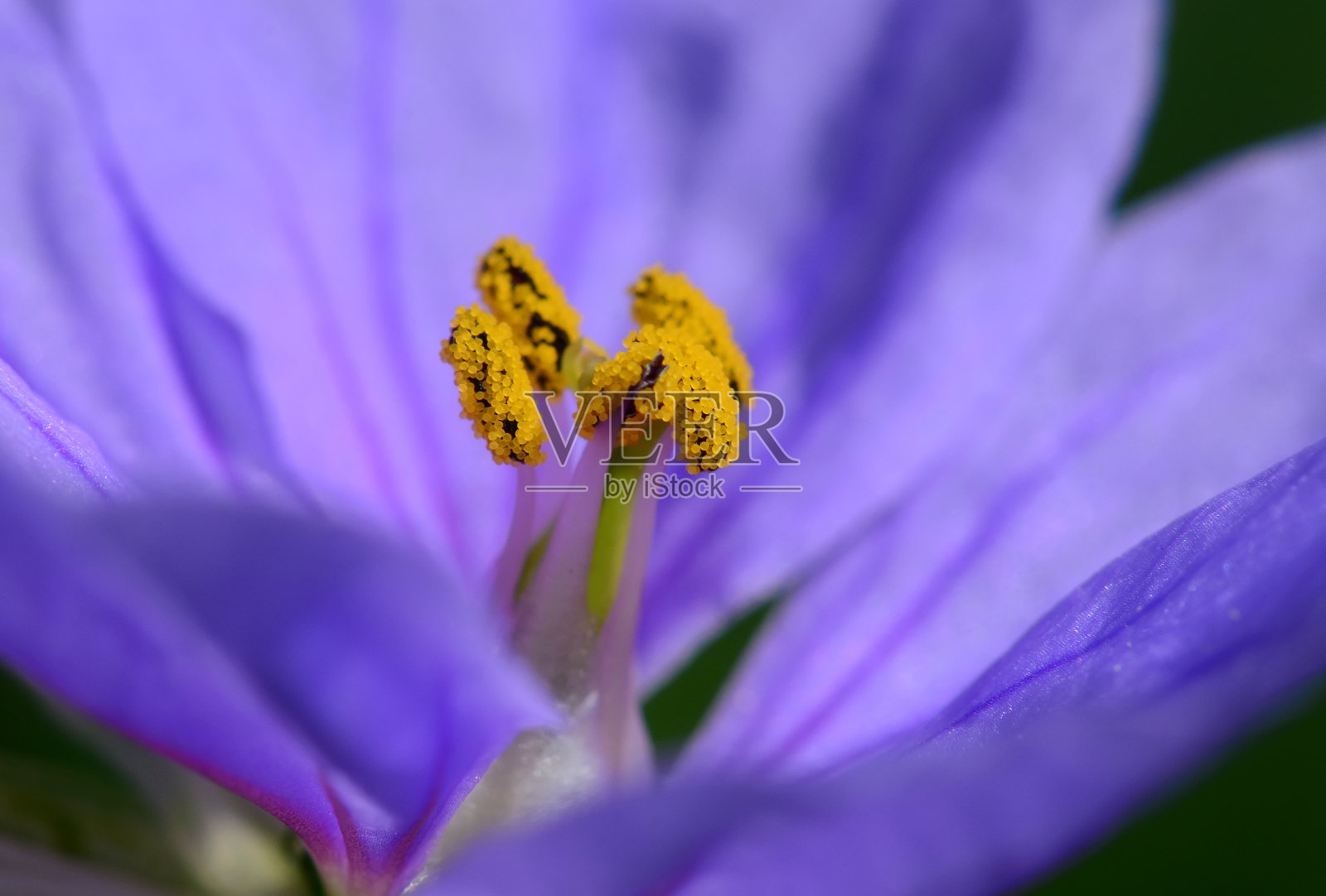 近距离观察一朵花的花粉照片摄影图片