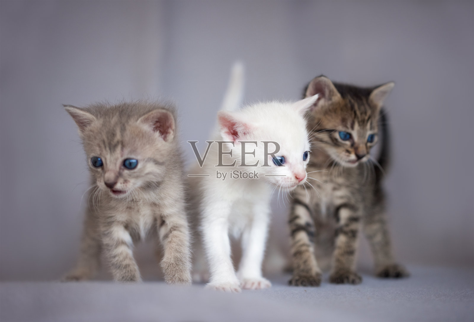 三只小猫的肖像照片摄影图片