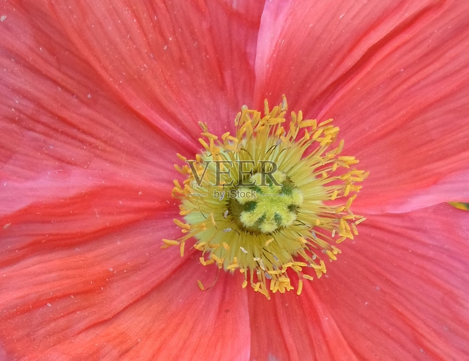 罂粟照片摄影图片