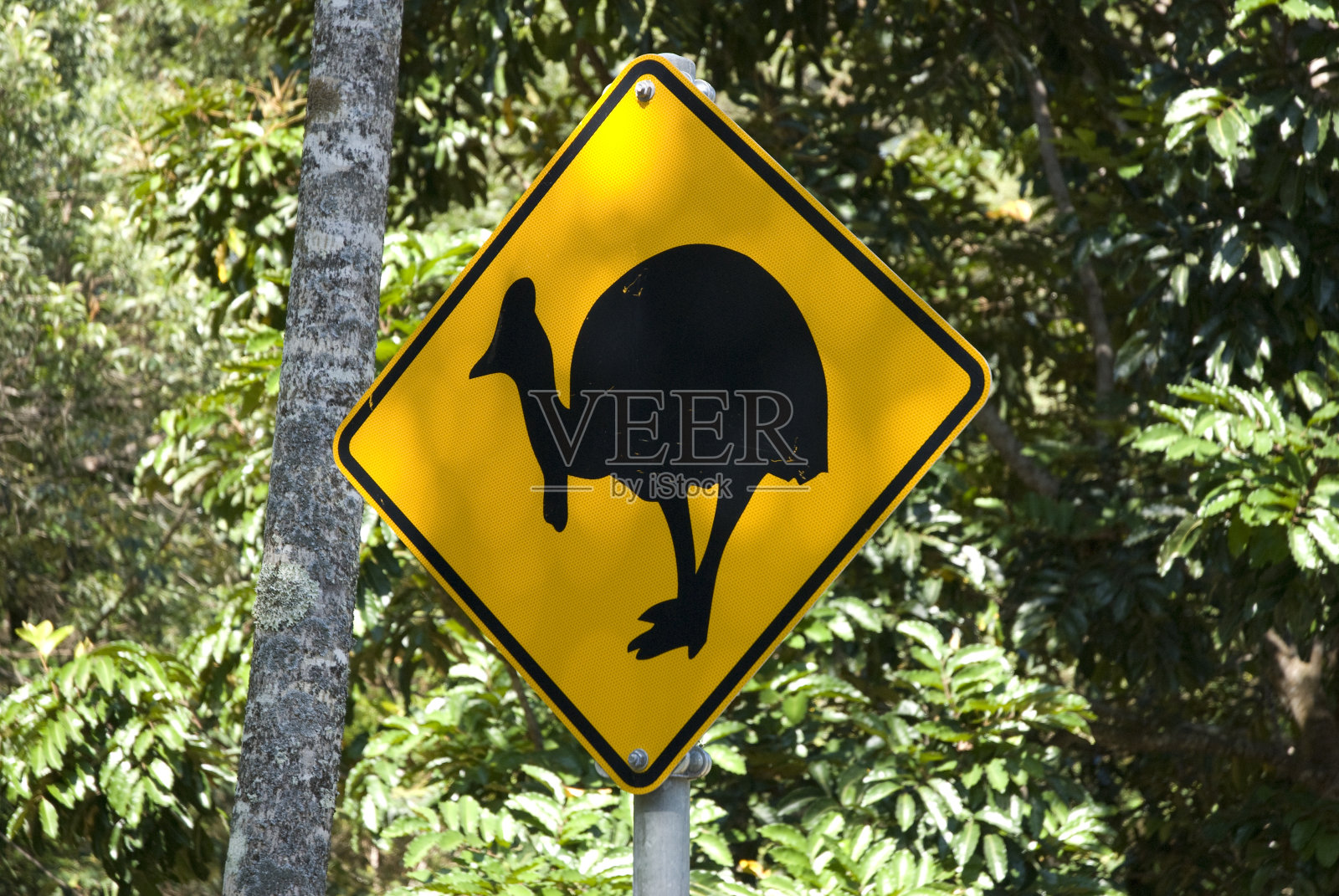 澳大利亚戴恩特里的食火鸡路标照片摄影图片