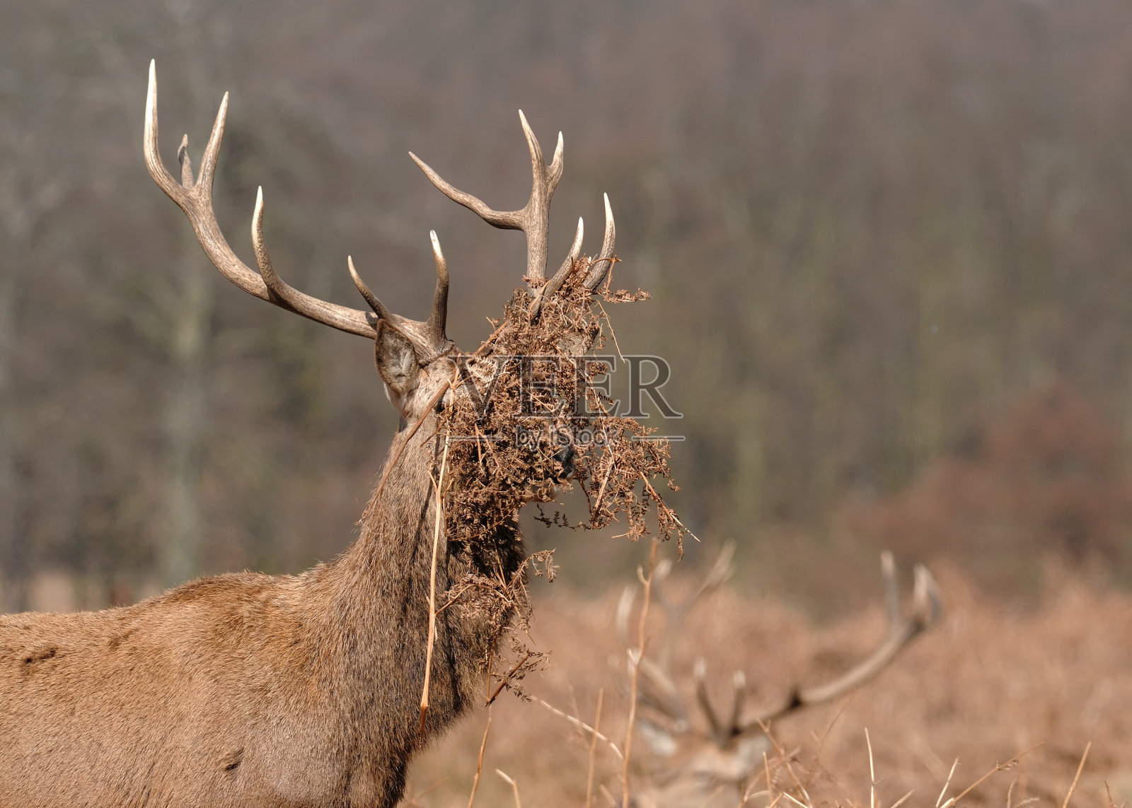 小鹿在自然界中照片摄影图片