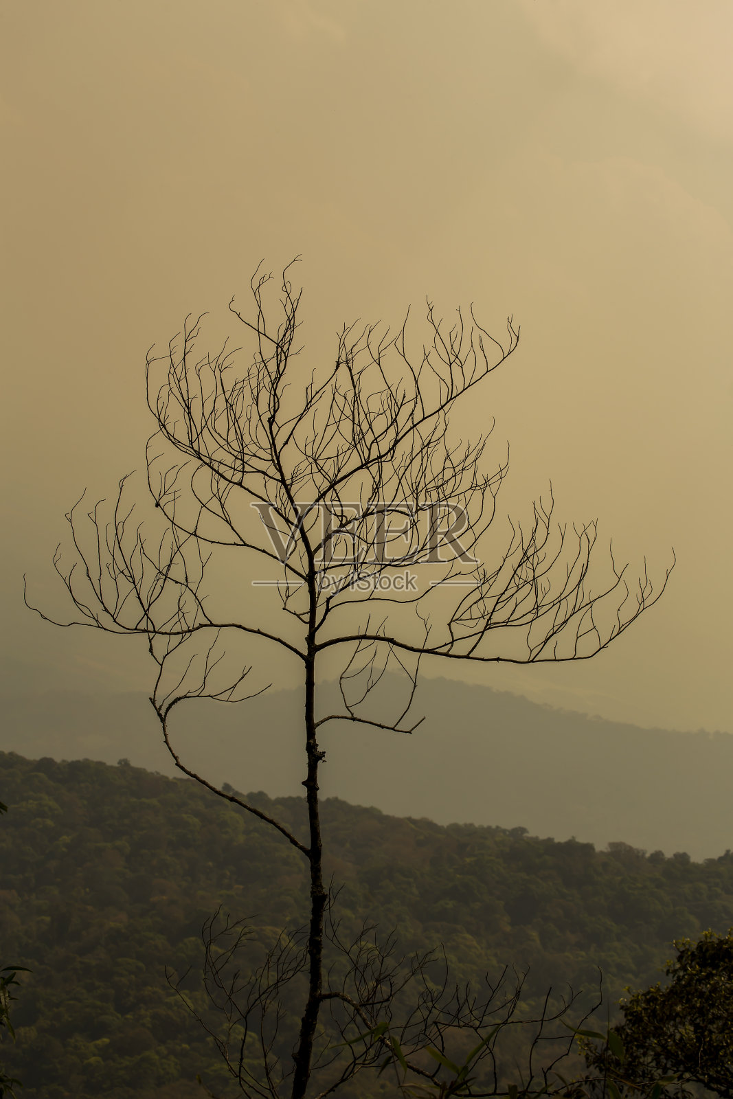 孤秋裸树夜山山顶照片摄影图片