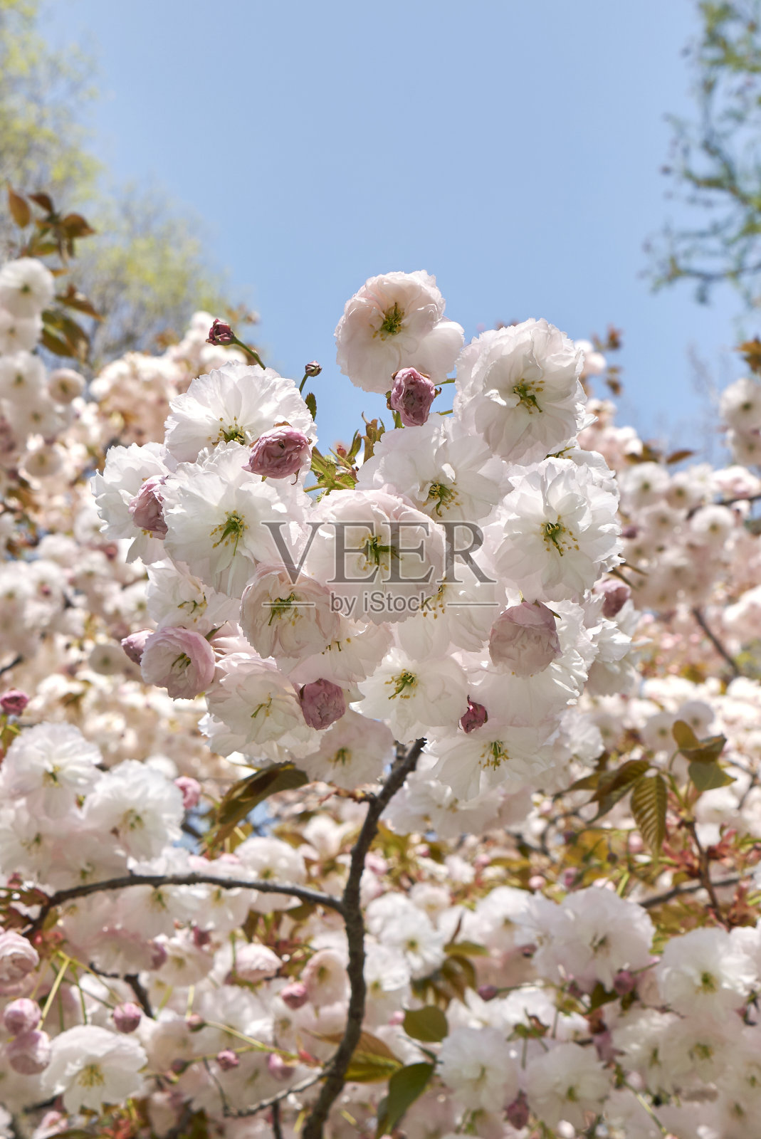 樱桃照片摄影图片