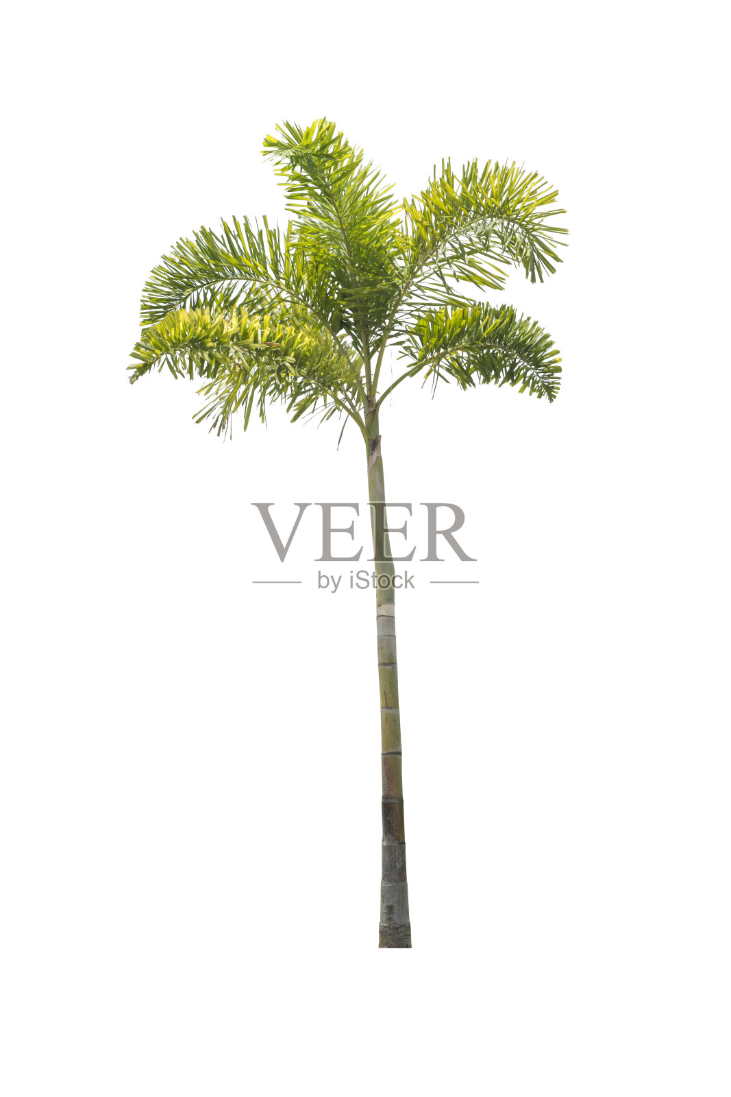 树孤立在白色的背景照片摄影图片