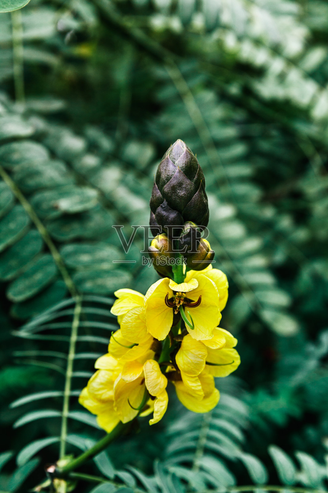 美国，春天开花的绿色植物照片摄影图片