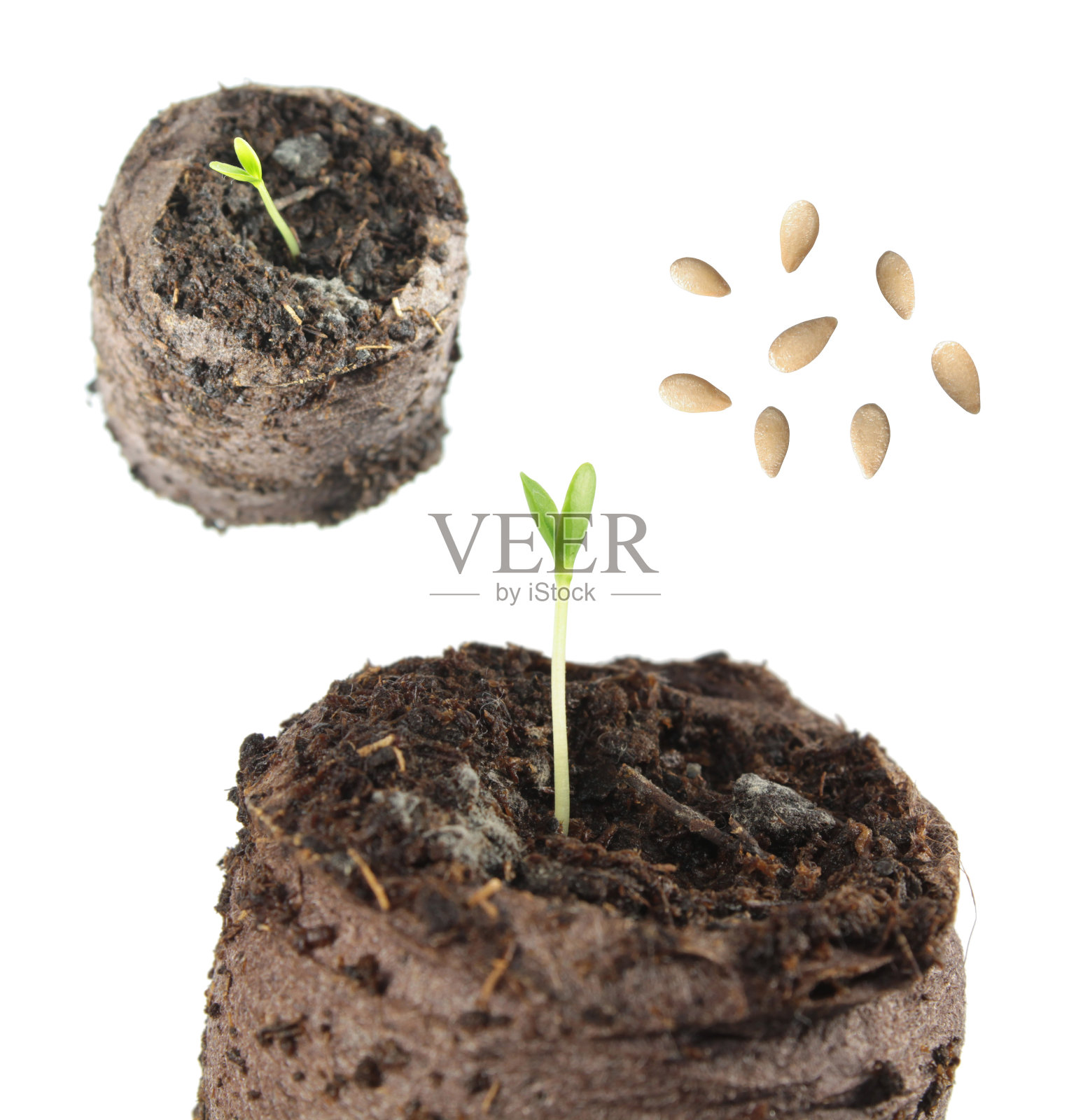 在白色背景上分离出杜鹃的种子和幼苗照片摄影图片