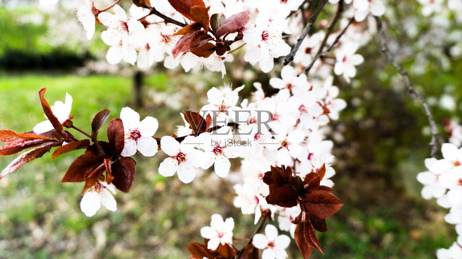 白色的花朵照片摄影图片