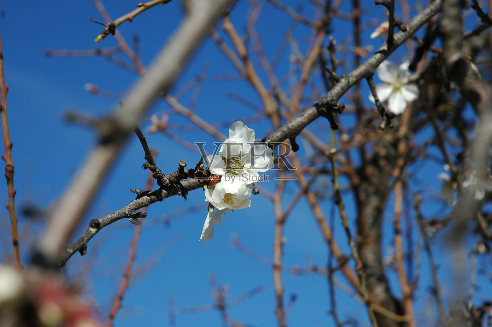 西班牙的杏花照片摄影图片