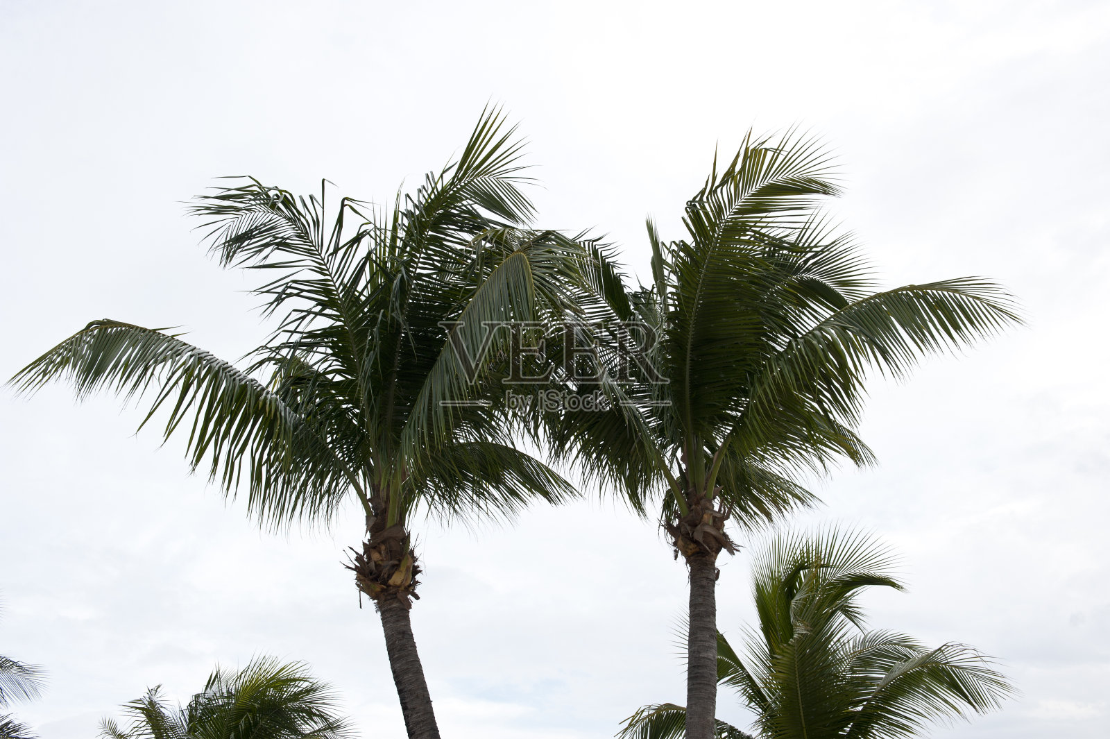 两手掌照片摄影图片