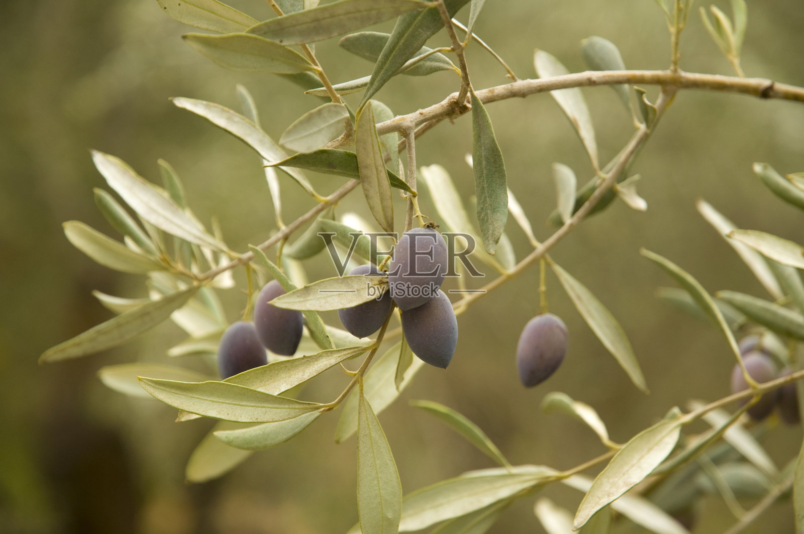 耶路撒冷山区的黑橄榄照片摄影图片