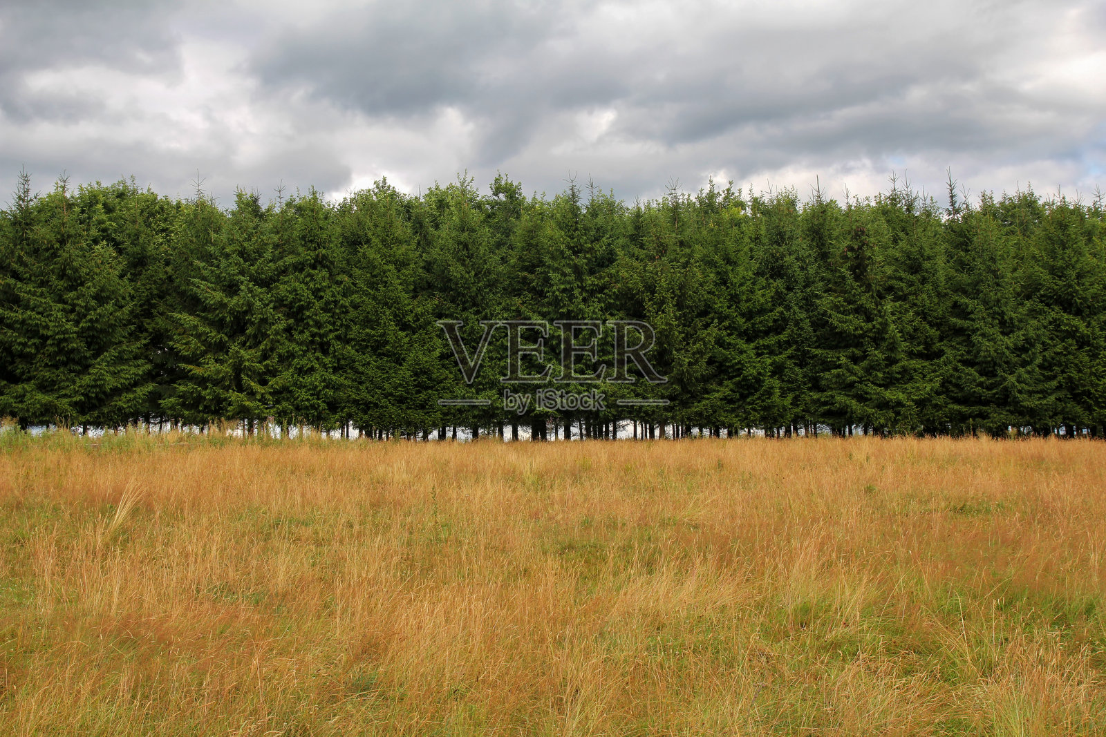 一排排云杉和草地照片摄影图片