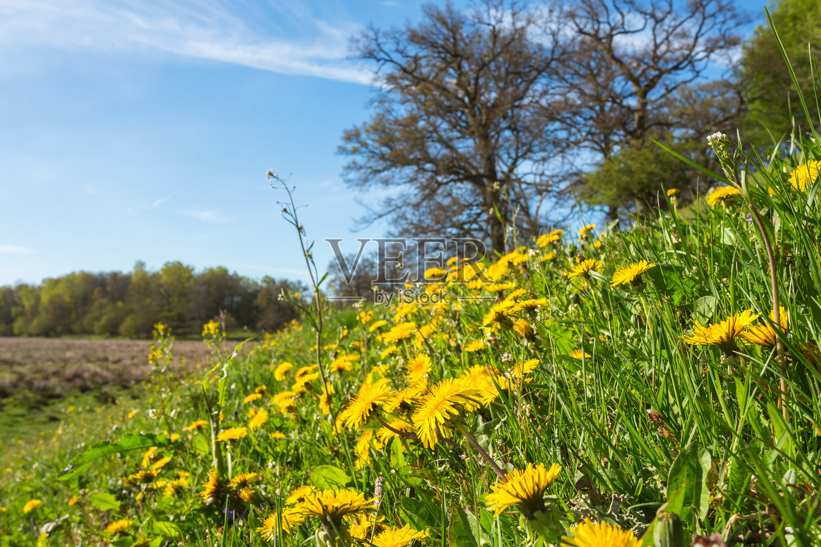 春天盛开的蒲公英草地照片摄影图片