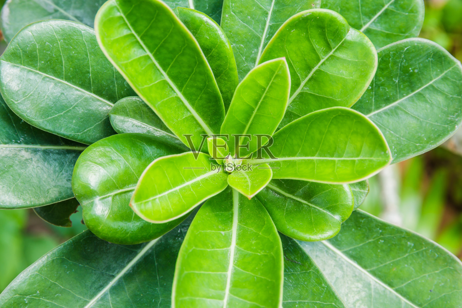 许多亮绿色的小叶子照片摄影图片