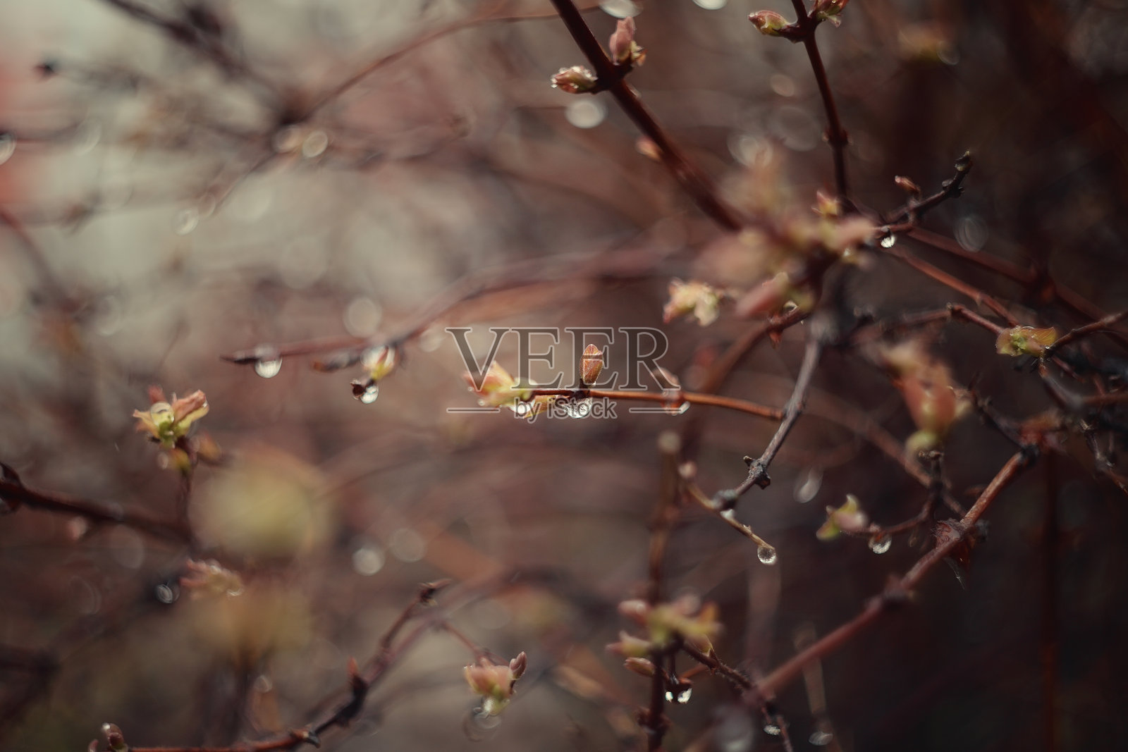 新鲜的绿叶。照片摄影图片