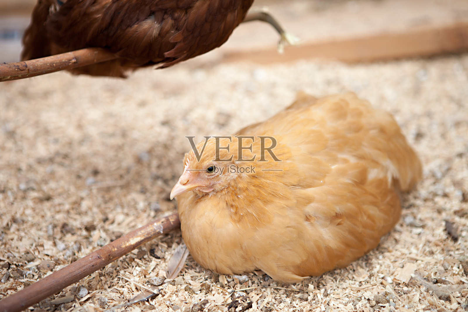 年轻的普利茅斯斑岩鸡照片摄影图片