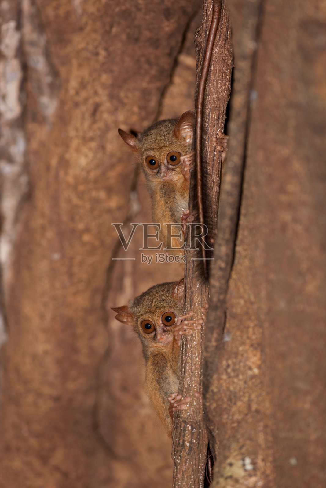 光谱眼镜猴照片摄影图片