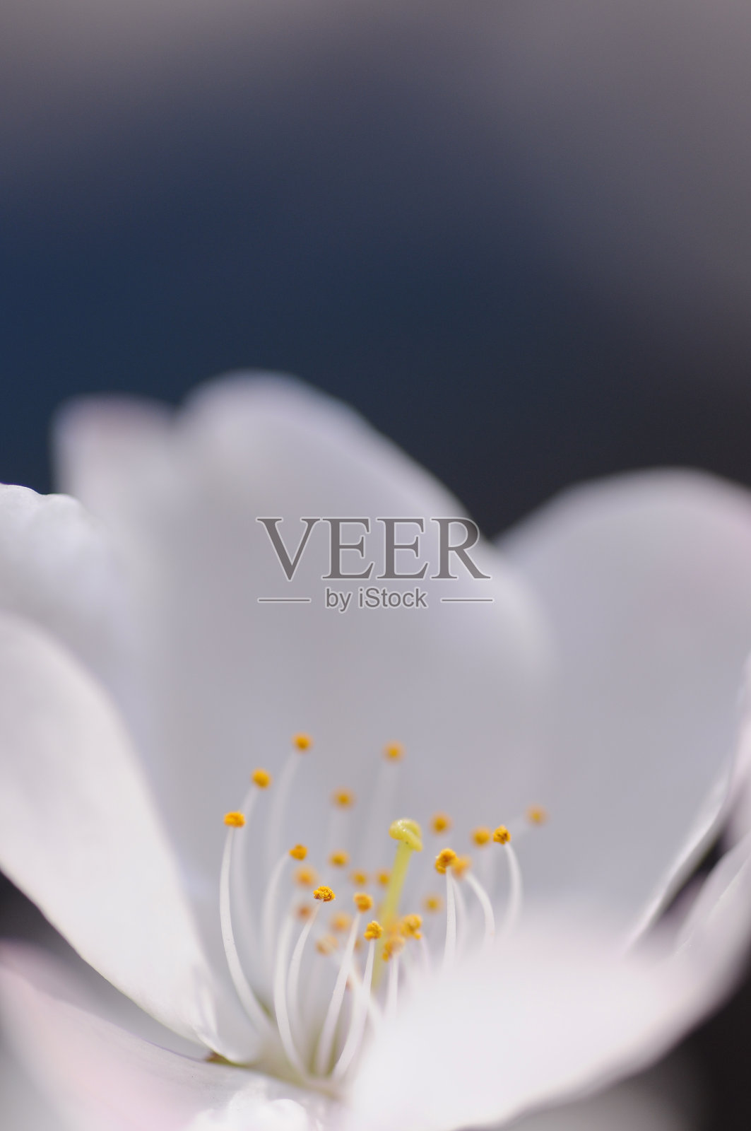 樱花照片摄影图片