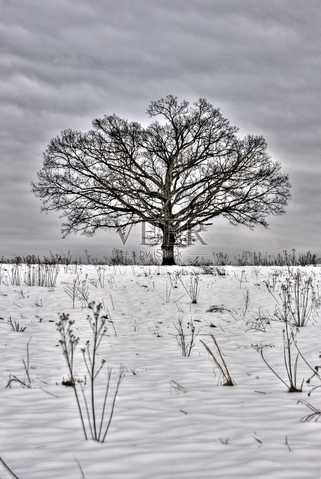 雪地中央的一棵孤独的树照片摄影图片