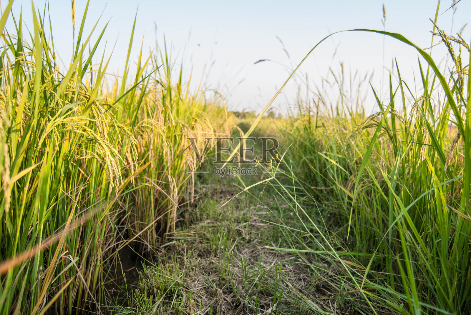 东南亚稻田照片摄影图片