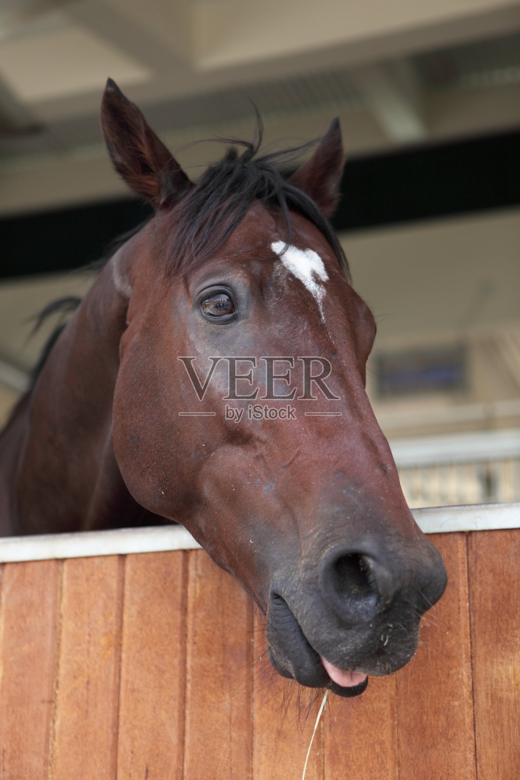 马(XXXL)照片摄影图片