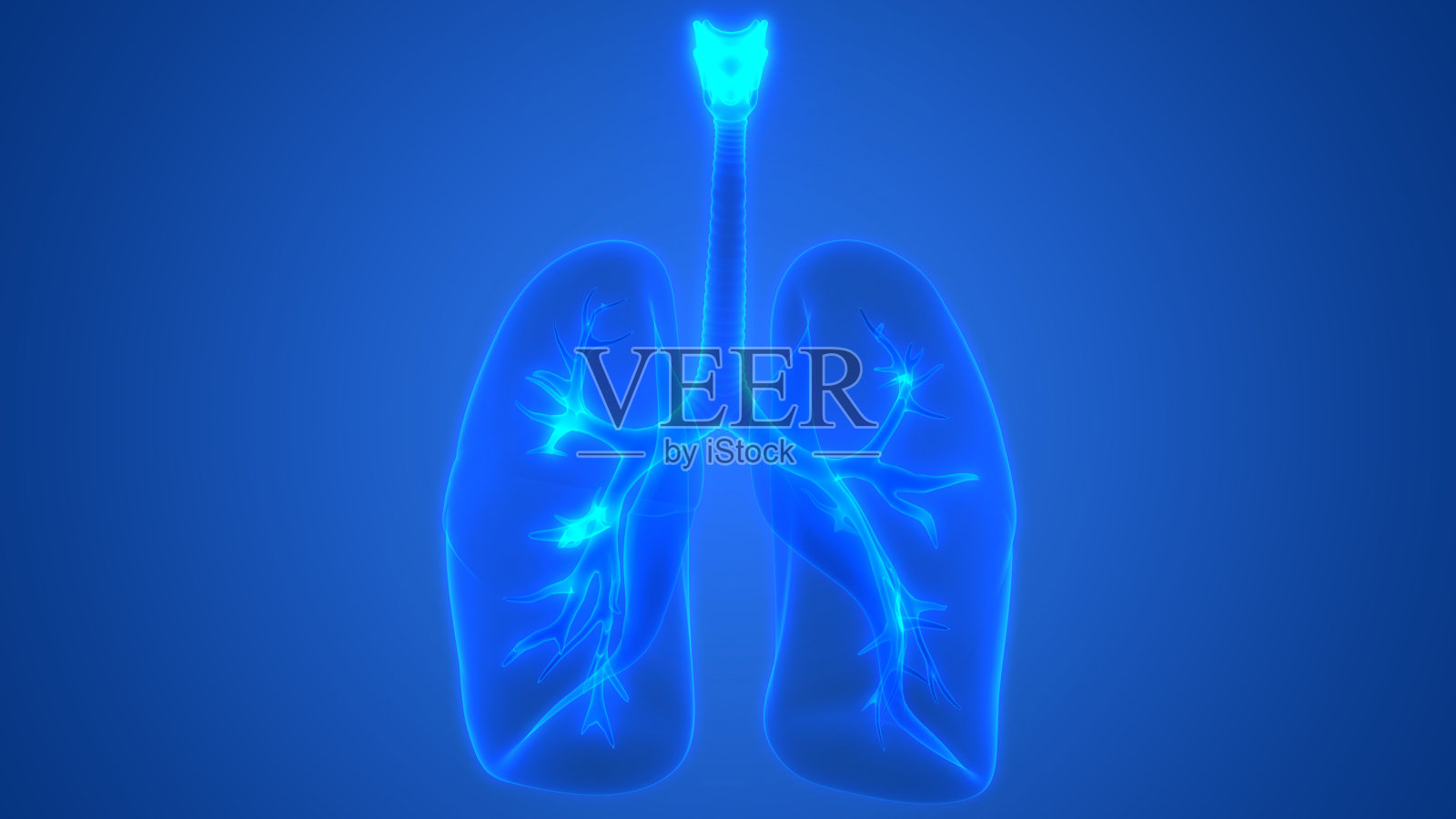 人体肺内部解剖(喉、气管、细支气管)照片摄影图片