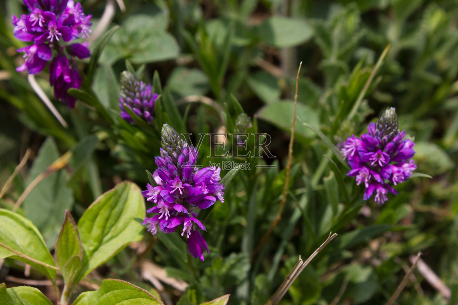 风景春天新鲜的叶子花在德国南部照片摄影图片