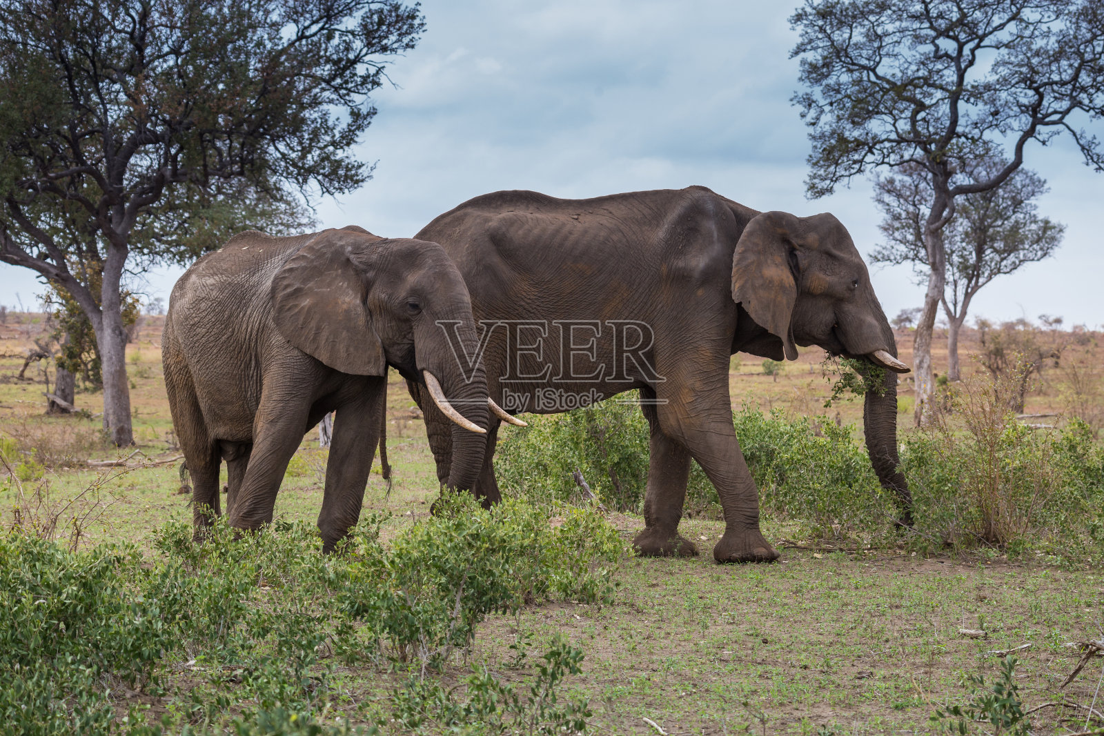 南非克鲁格公园，草原上的两只非洲象照片摄影图片