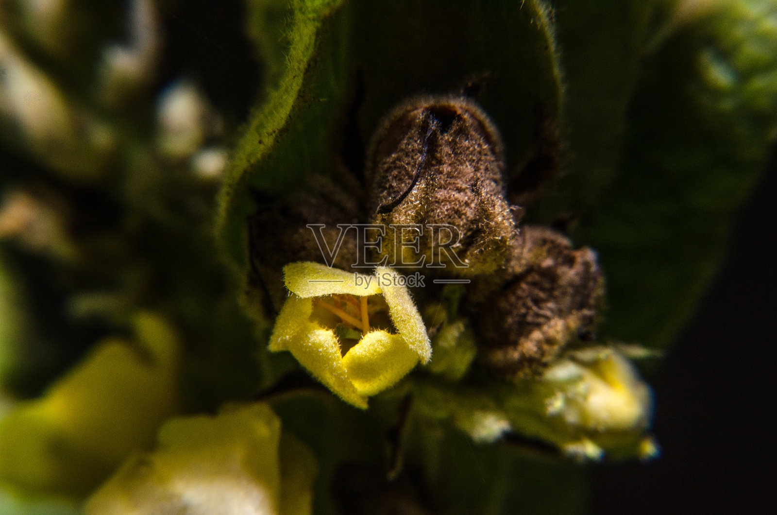 黄色的花照片摄影图片