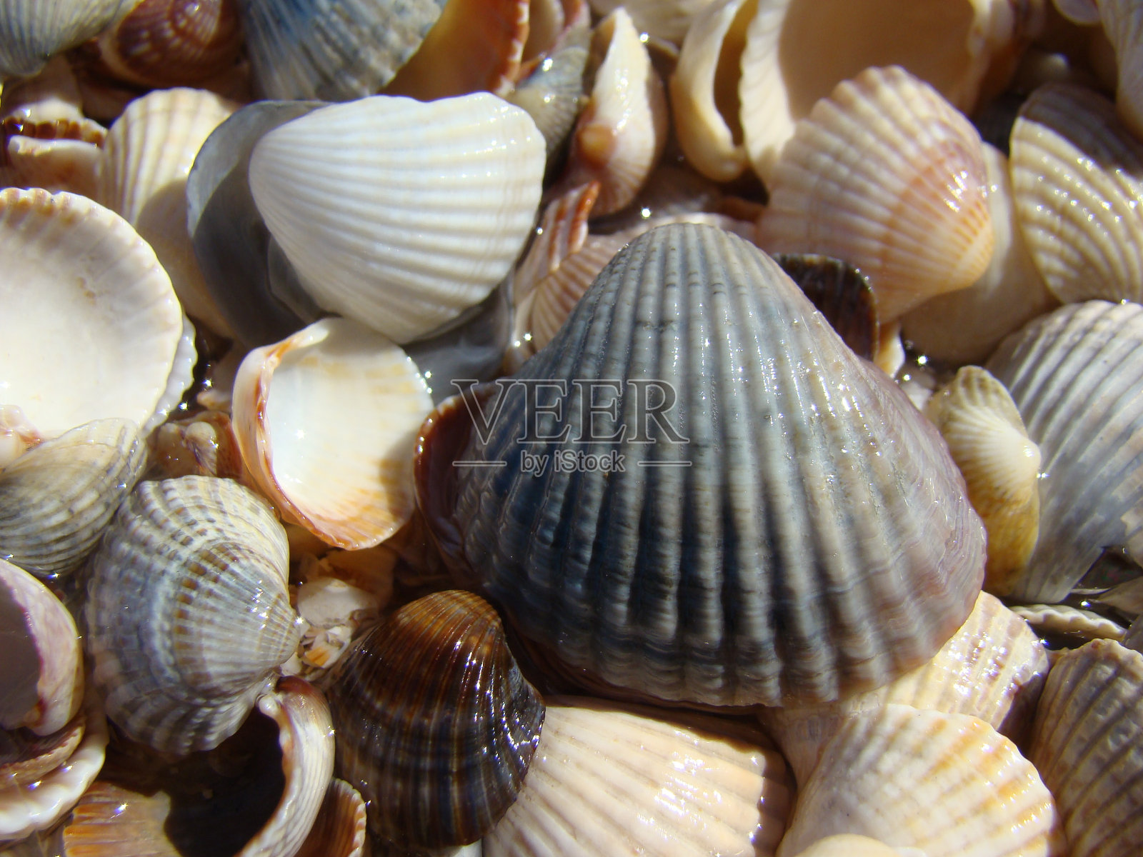 贝壳照片摄影图片