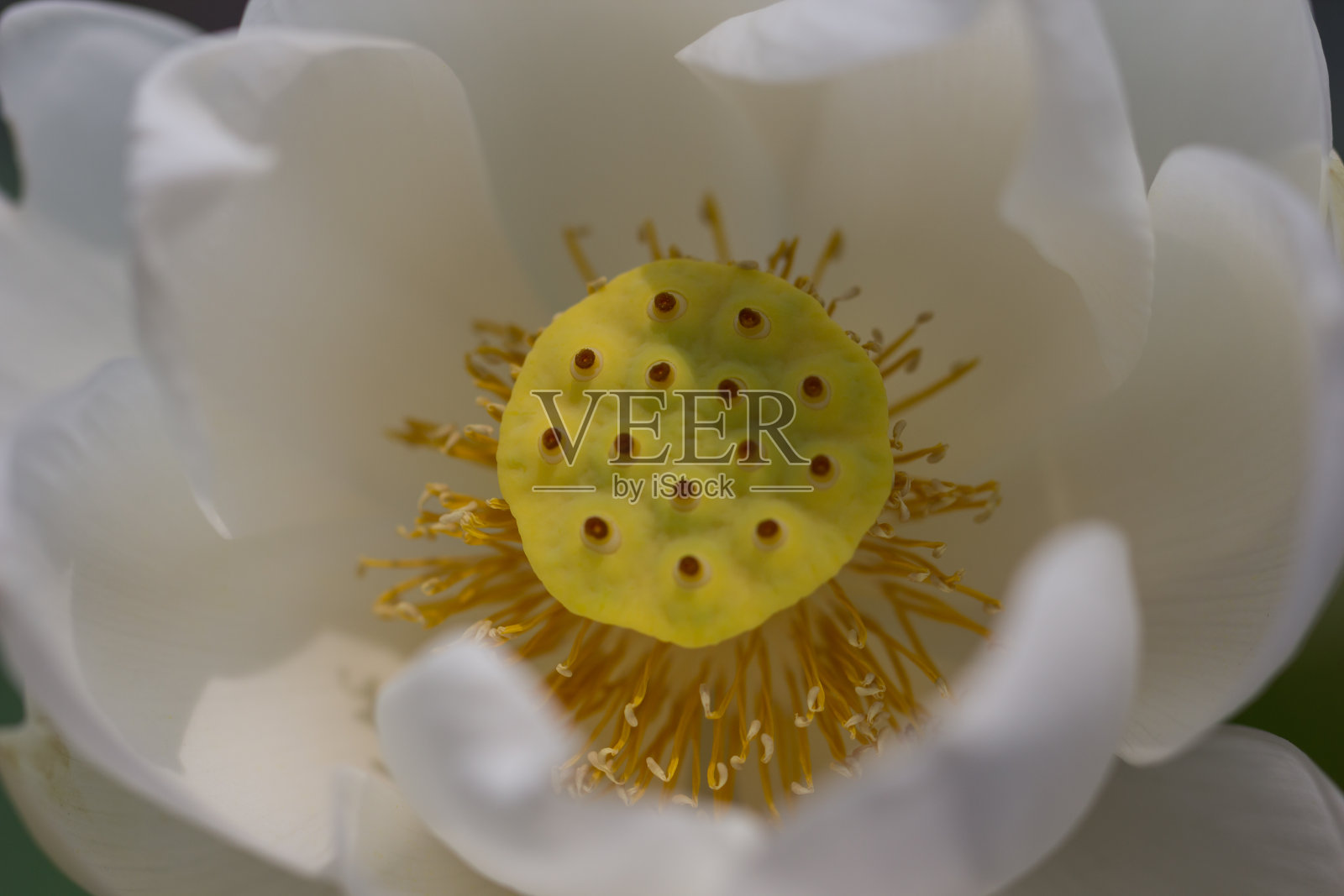 莲花花粉照片摄影图片