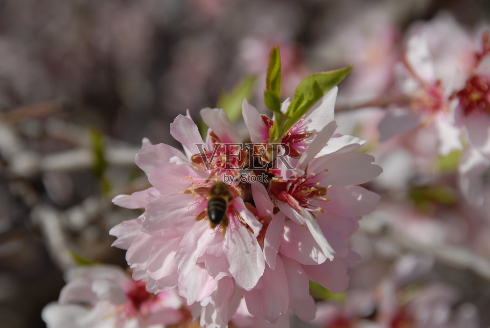 西班牙的杏花照片摄影图片